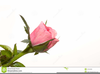 Clipart Red Rose Bud Image