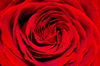 Red Rose Background Image