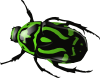 Green Beetle 	 Clip Art