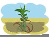 Parable Of The Weeds Clipart Image