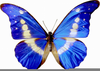Free Clipart Butterfly Pictures Image
