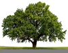 Apple Tree Clipart Gifs Image