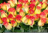 Yellow Roses Clipart Image