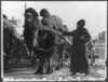 [harriet Chalmers Adams, With Camel Pulling Cart, Gobi Desert] Image