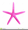 Pink Starfish Clipart Image