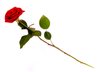 Clipart Of Red Rose Image