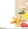 Free Clipart Of Seashells Image