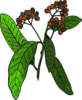Plant Clip Art