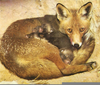 Newborn Red Foxes Image