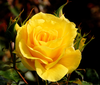 Yellow Rose Of Texas Clipart Image