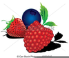 Free Berry Clipart Image