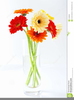 Daisies Clipart Free Image