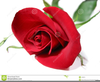 Clipart Of Single Red Rose Image