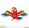 Amazon Parrot Clipart Image