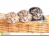 Cats And Dogs Clipart Free Image