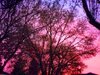 Pink Sunrise Through Trees Richmond Image