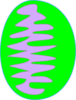 Mitochondria Green 2 Clip Art