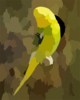 Parakeet Clip Art