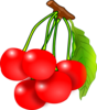 Red Cherries Clip Art