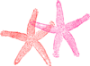 Two Starfish Clip Art
