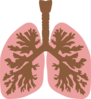 Lungs And Bronchus Clip Art