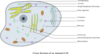 Animal Cell Labelled Clip Art