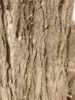 Tree Bark Texture Clip Art