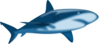 Great White Shark Clip Art