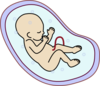 Human Fetus Clip Art