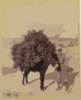 Palestine, Transportation, Donkey Carrying Load Of Roots And Twigs For Fuel Clip Art