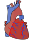 Heart Diagram Vein Clip Art