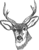 Deer Head Clip Art
