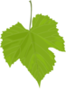 Grape Leaf Clip Art