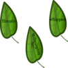 Leaves Now And Then Clip Art