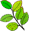 Leaves Brown Edges And Spots Clip Art