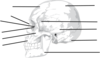 Skull Worksheet Clip Art