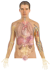 Human Body Anatomy Basics2 Clip Art