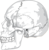 Unlabled Skull Clip Art