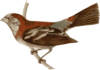 Carpodacus Trifasciatus Clip Art
