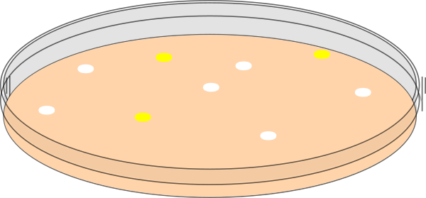 Orange Petri Dish With Yellow Plaques Clip Art At Clker.com - Vector 