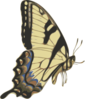 Butterfly Small Clip Art
