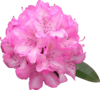 Rhododendron Flower Clip Art