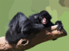 Hugging To A Tree Black Spider Monkey Clip Art