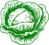 Cabbage Clip Art