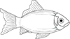 Cod Fish, White Clip Art