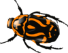 Beetle-orange Clip Art