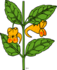 Wild Orange Flower Clip Art
