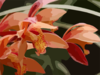 Closeup Of Orchids Clip Art