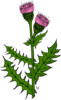 Weed With Pink Buds Clip Art