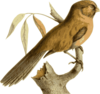 Paradoxornis Unicolor Clip Art